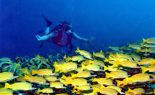 Vacances aux Maldives : top 3 des activités nautiques à faire